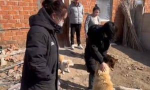 长春7只被偷小狗结伴逃亡17公里回家，志愿者讲述救援经过：柯基犬二次被关后逃跑，主人顺藤摸瓜找到其它爱犬