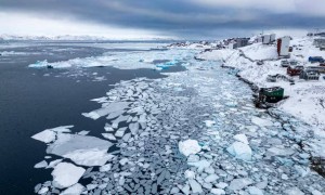 北极地表气温创125年最高值，北极熊发生基因突变：激活“跳跃基因”对抗海冰融化